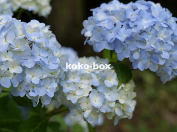 薄い水色のグラデーションが綺麗な紫陽花のグループの写真