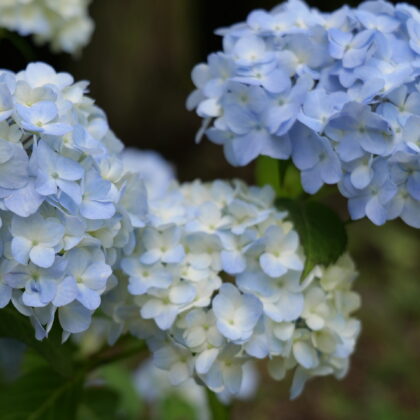 薄い水色のグラデーションが綺麗な紫陽花のグループの写真