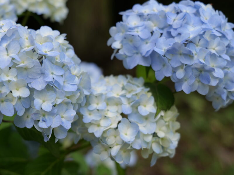 薄い水色のグラデーションが綺麗な紫陽花のグループの写真