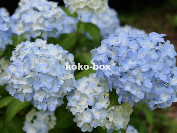 薄い水色のグラデーションが綺麗な紫陽花のグループの写真2