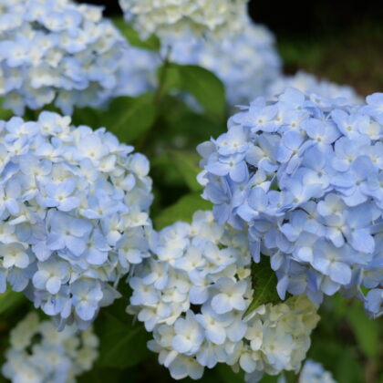 薄い水色のグラデーションが綺麗な紫陽花のグループの写真2