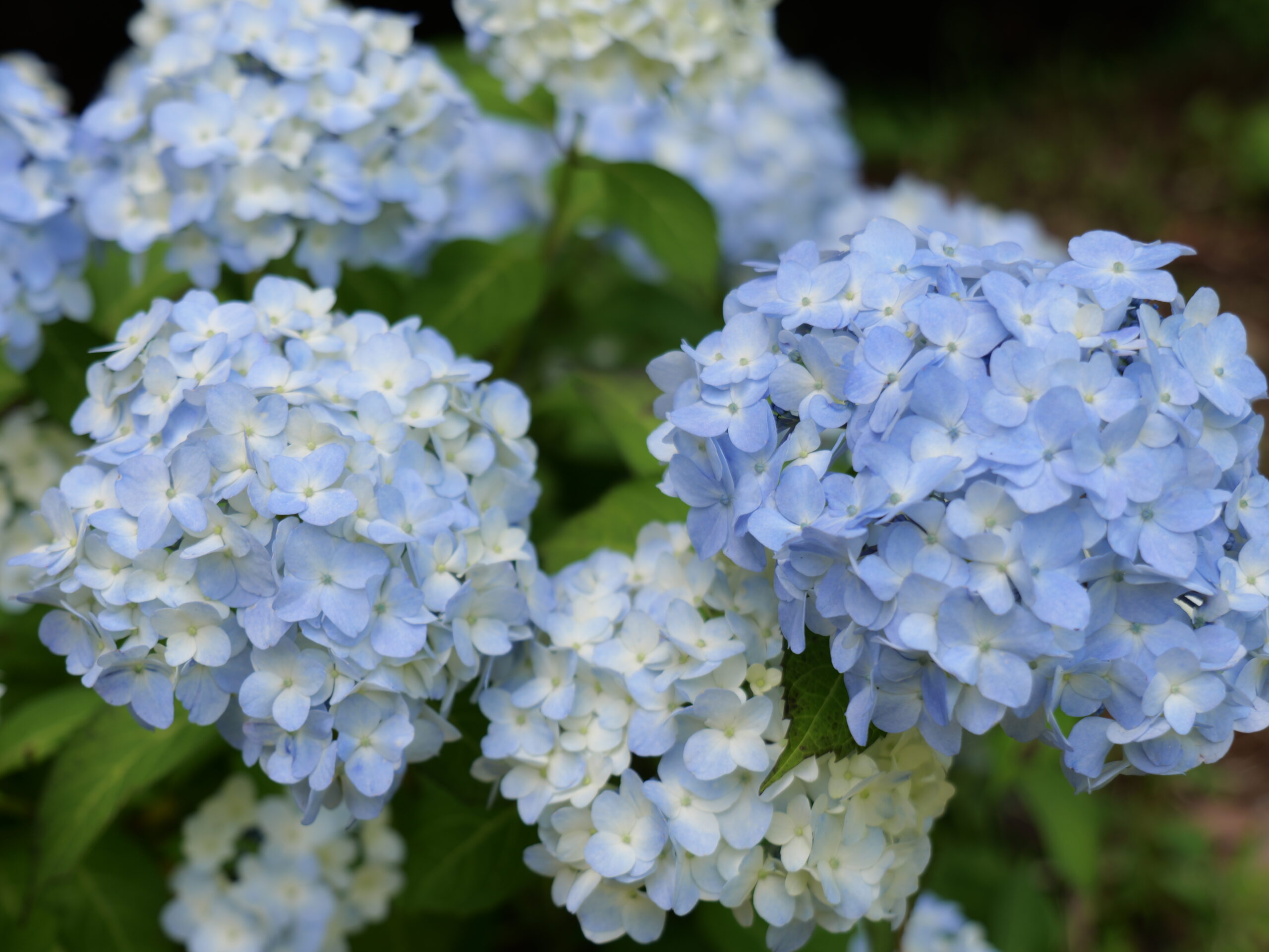 薄い水色のグラデーションが綺麗な紫陽花のグループの写真2
