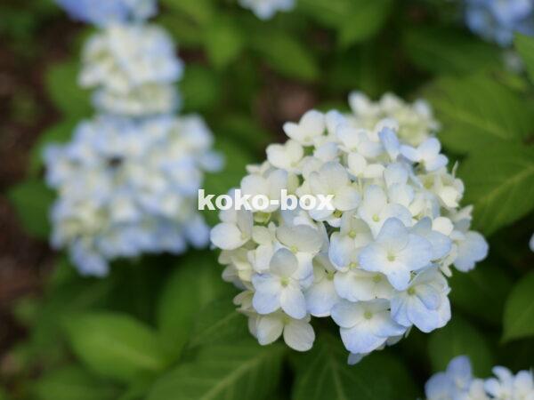 薄い水色のグラデーションが綺麗な若い紫陽花写真