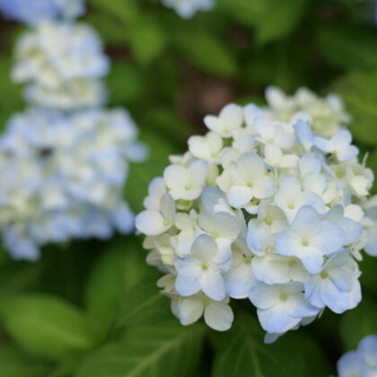 薄い水色のグラデーションが綺麗な若い紫陽花写真