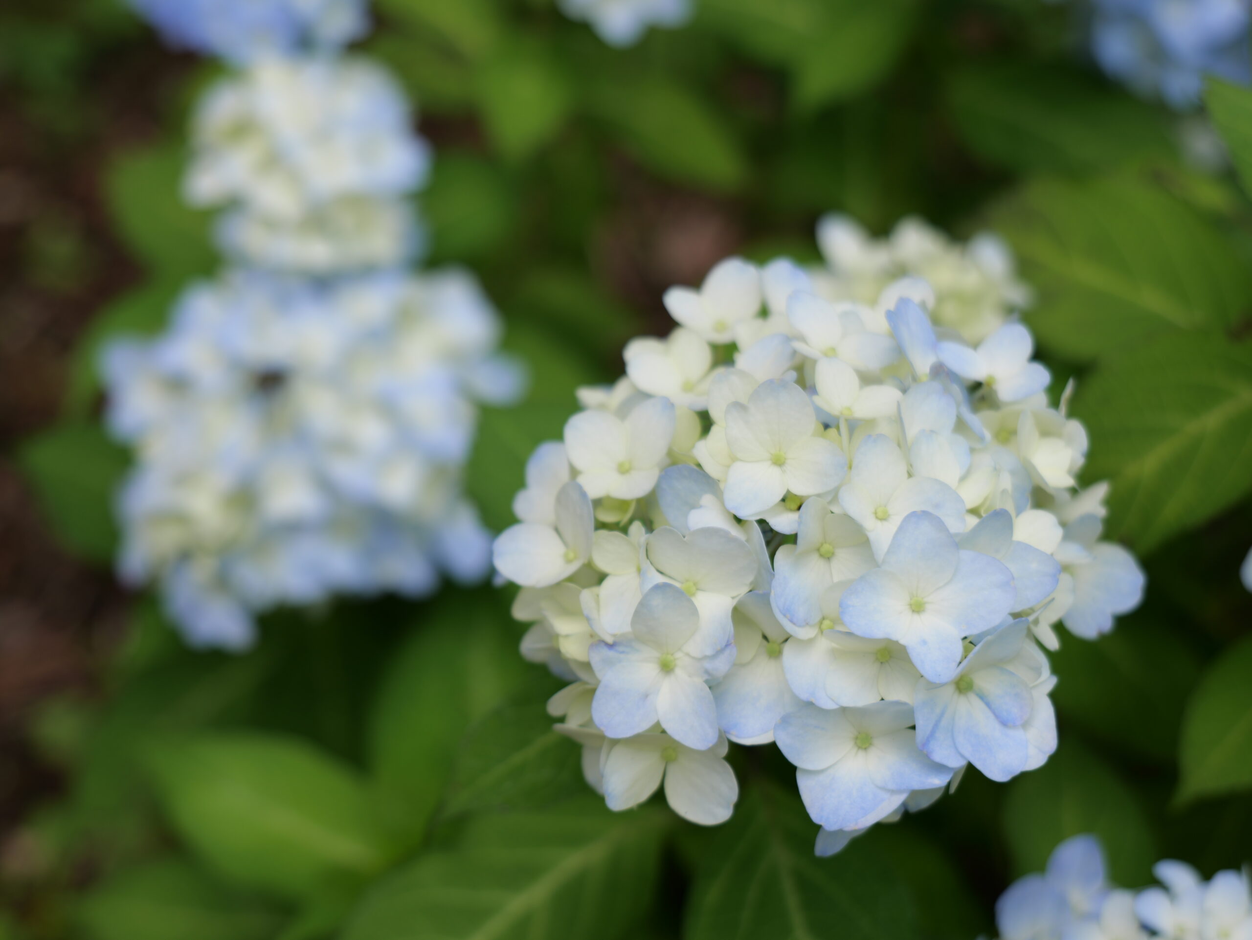 薄い水色のグラデーションが綺麗な若い紫陽花写真