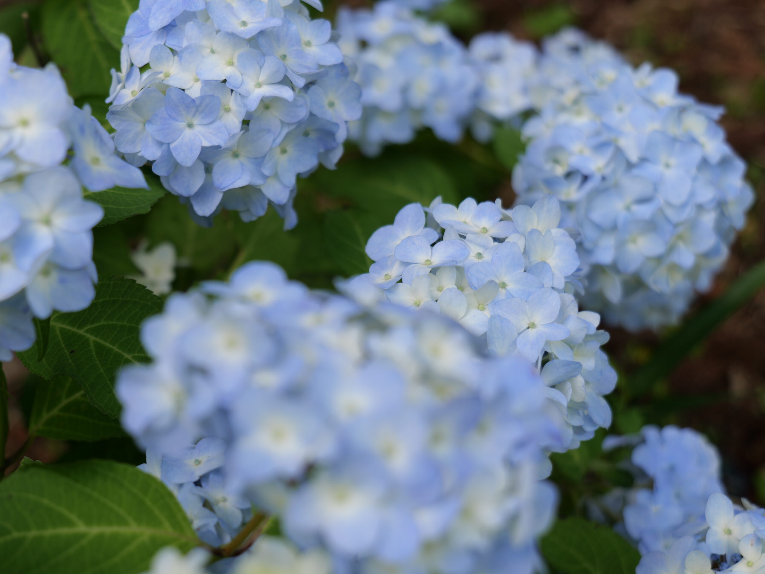 薄い水色のグラデーションが綺麗な紫陽花のグループの写真3