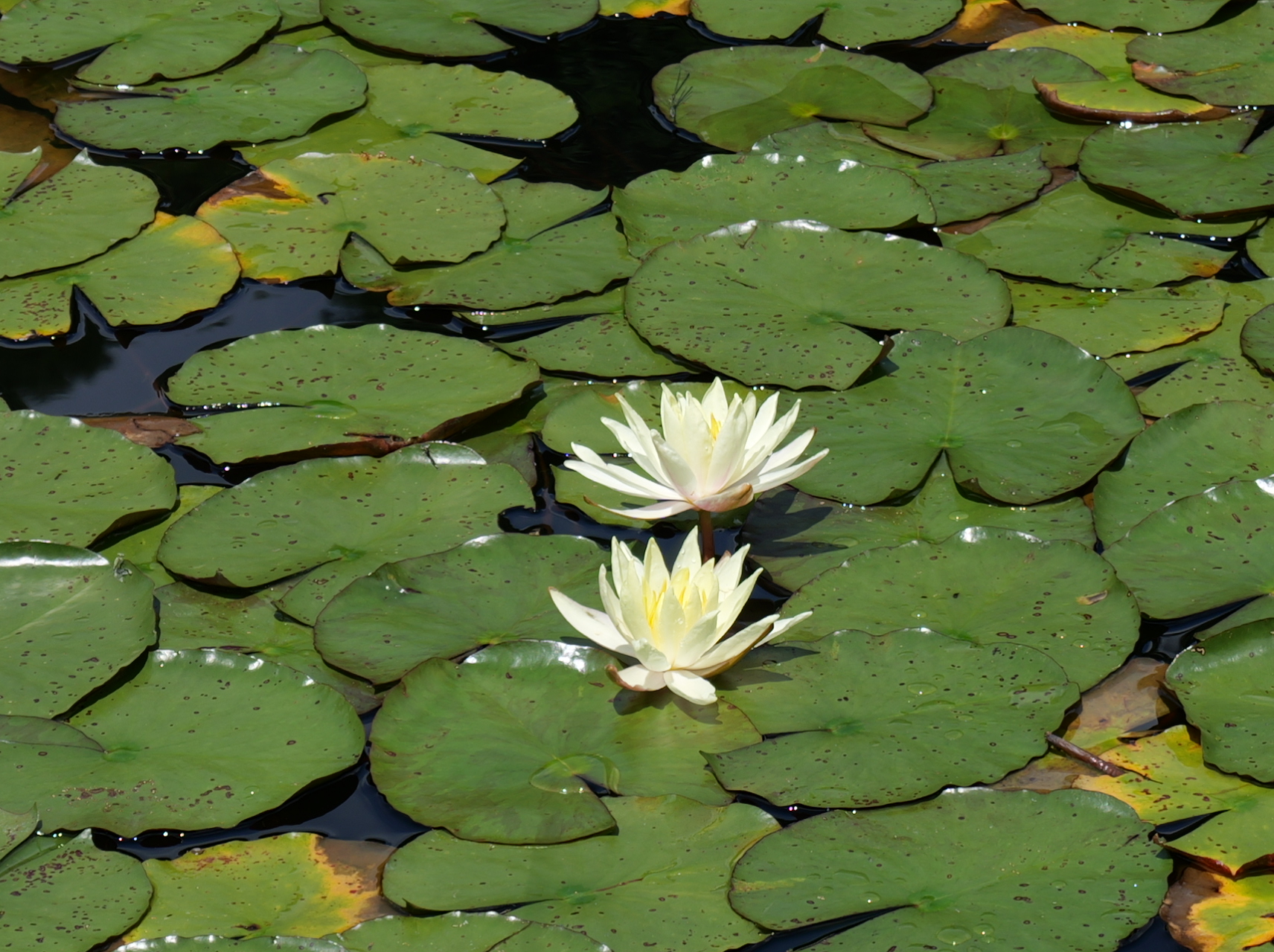 二輪の白い水連(スイレン)が池の上で咲き、優雅で綺麗な写真