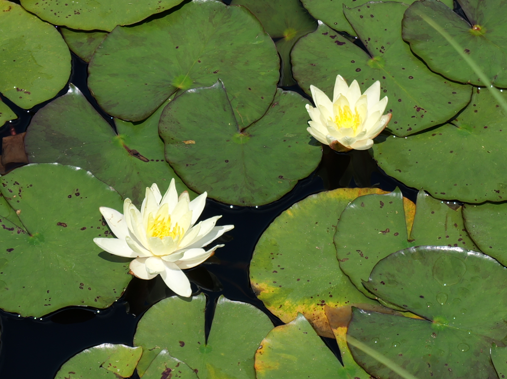 二輪の白い水連(スイレン)が池の上で咲き、優雅で綺麗な写真2
