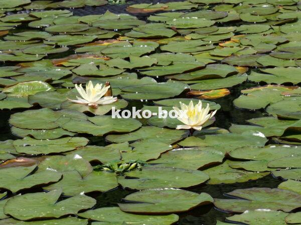 二輪の白い水連(スイレン)が池の上で咲き、優雅で綺麗な写真3