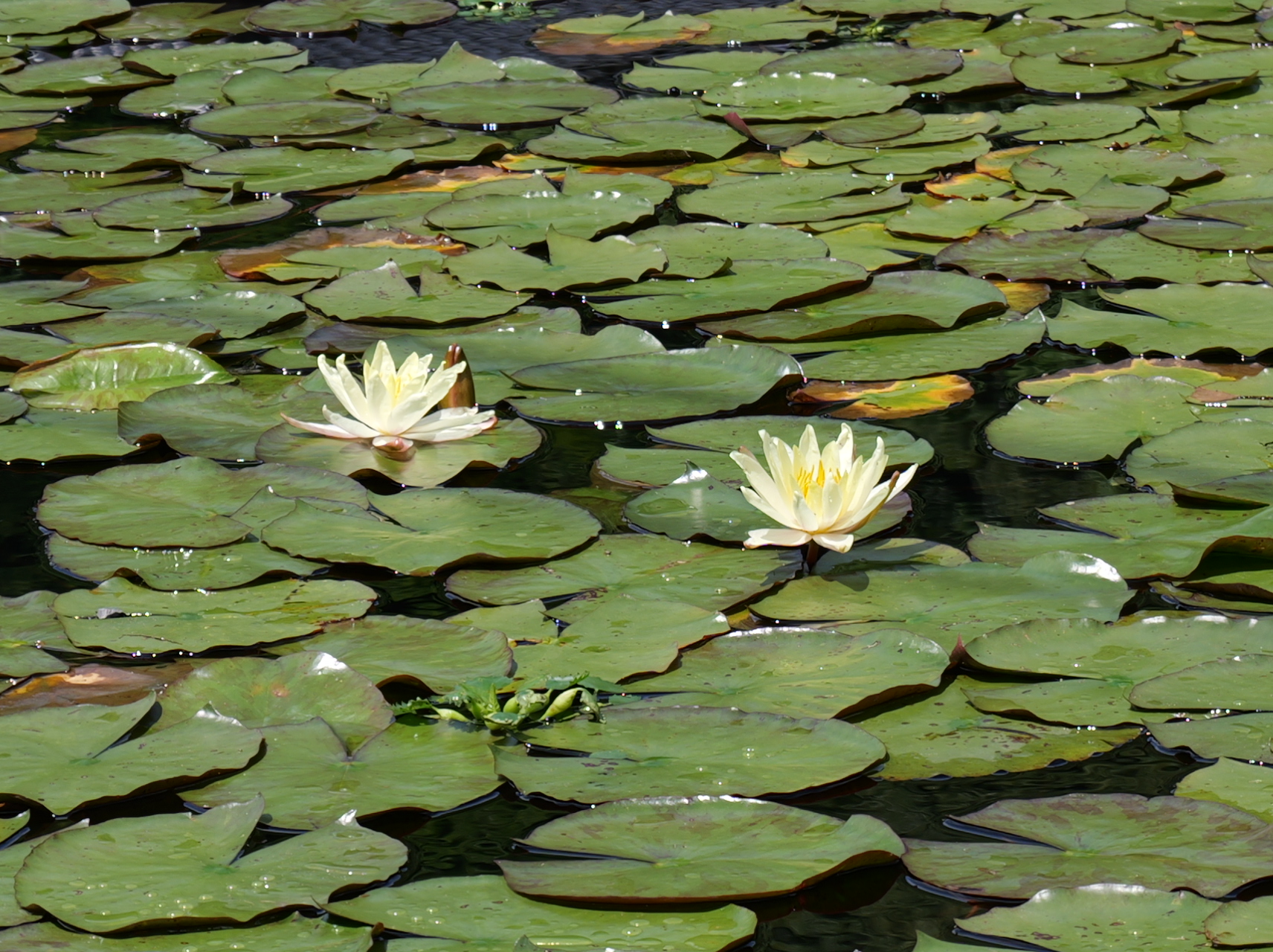 二輪の白い水連(スイレン)が池の上で咲き、優雅で綺麗な写真3