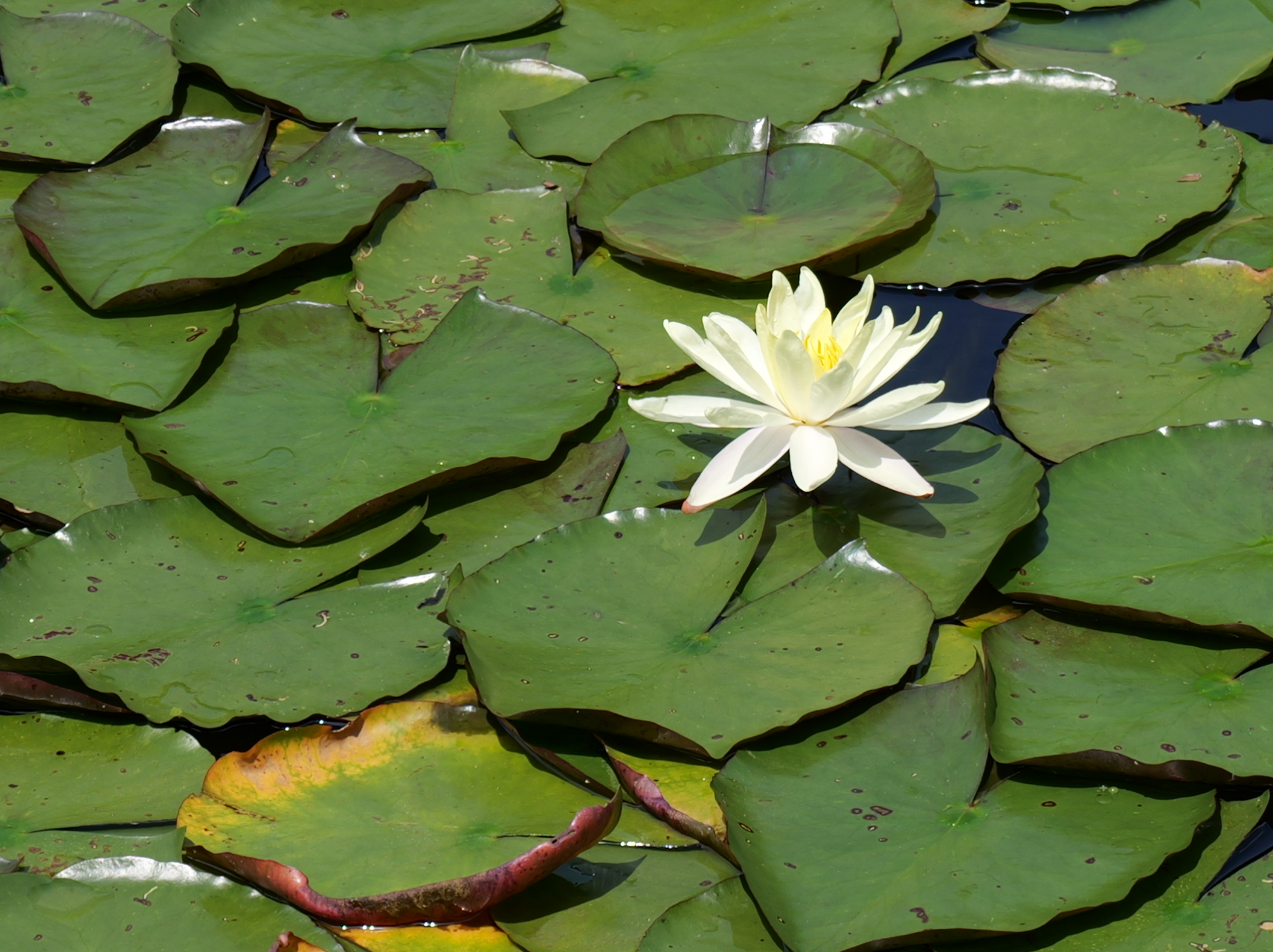 一輪の白い水連(スイレン)が綺麗な写真2