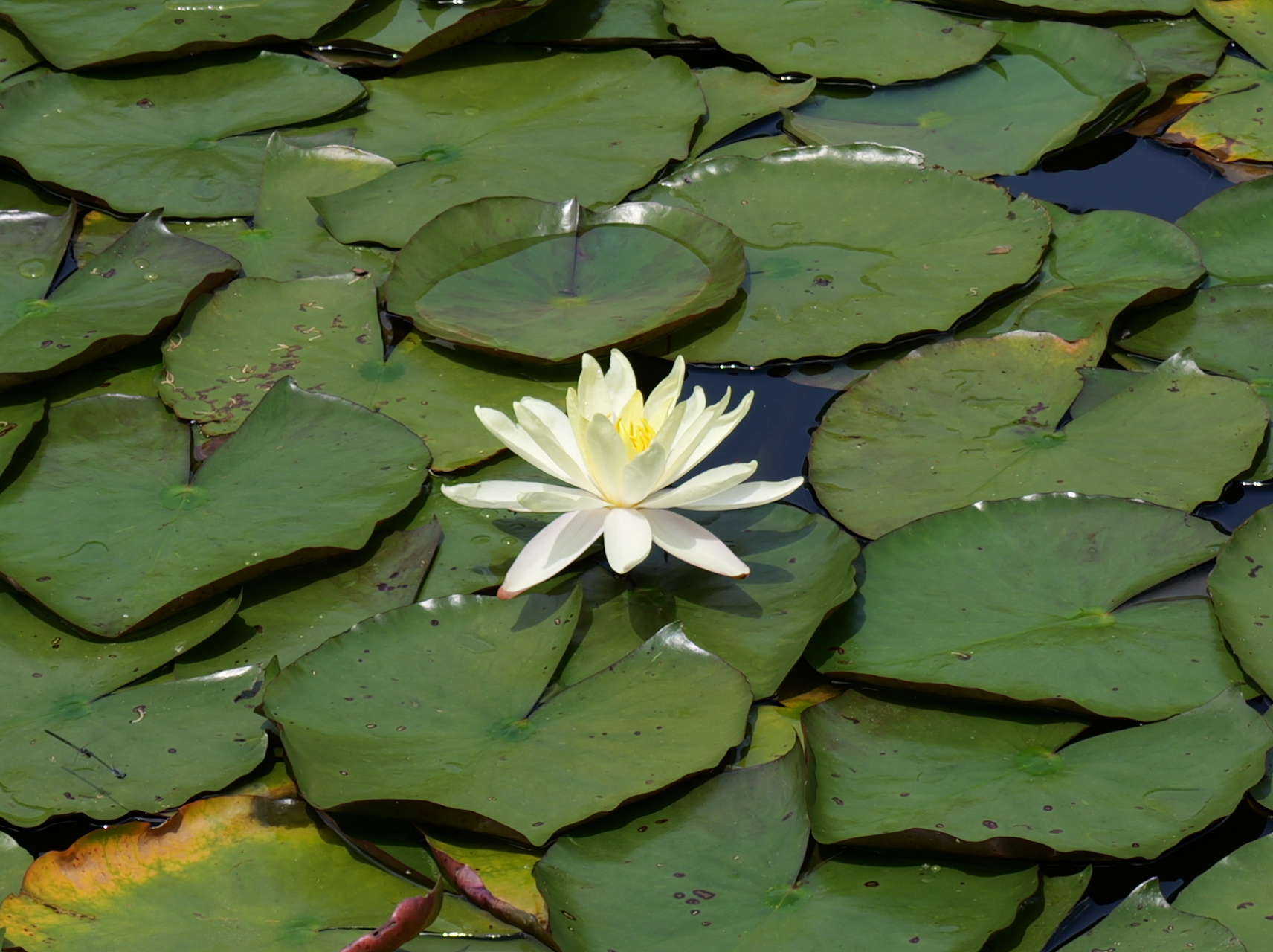 一輪の白い水連(スイレン)が綺麗な写真3