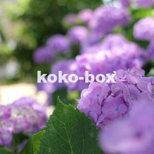 紫色が綺麗な紫陽花のグループの写真2