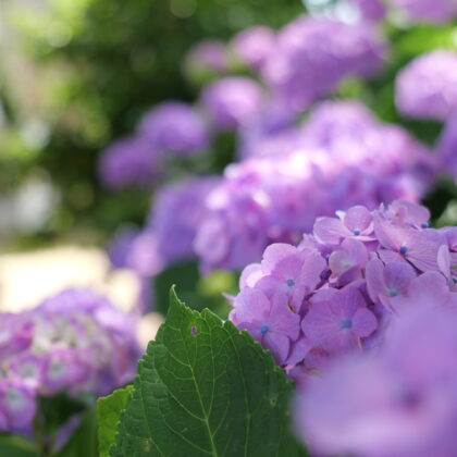 紫色が綺麗な紫陽花のグループの写真2