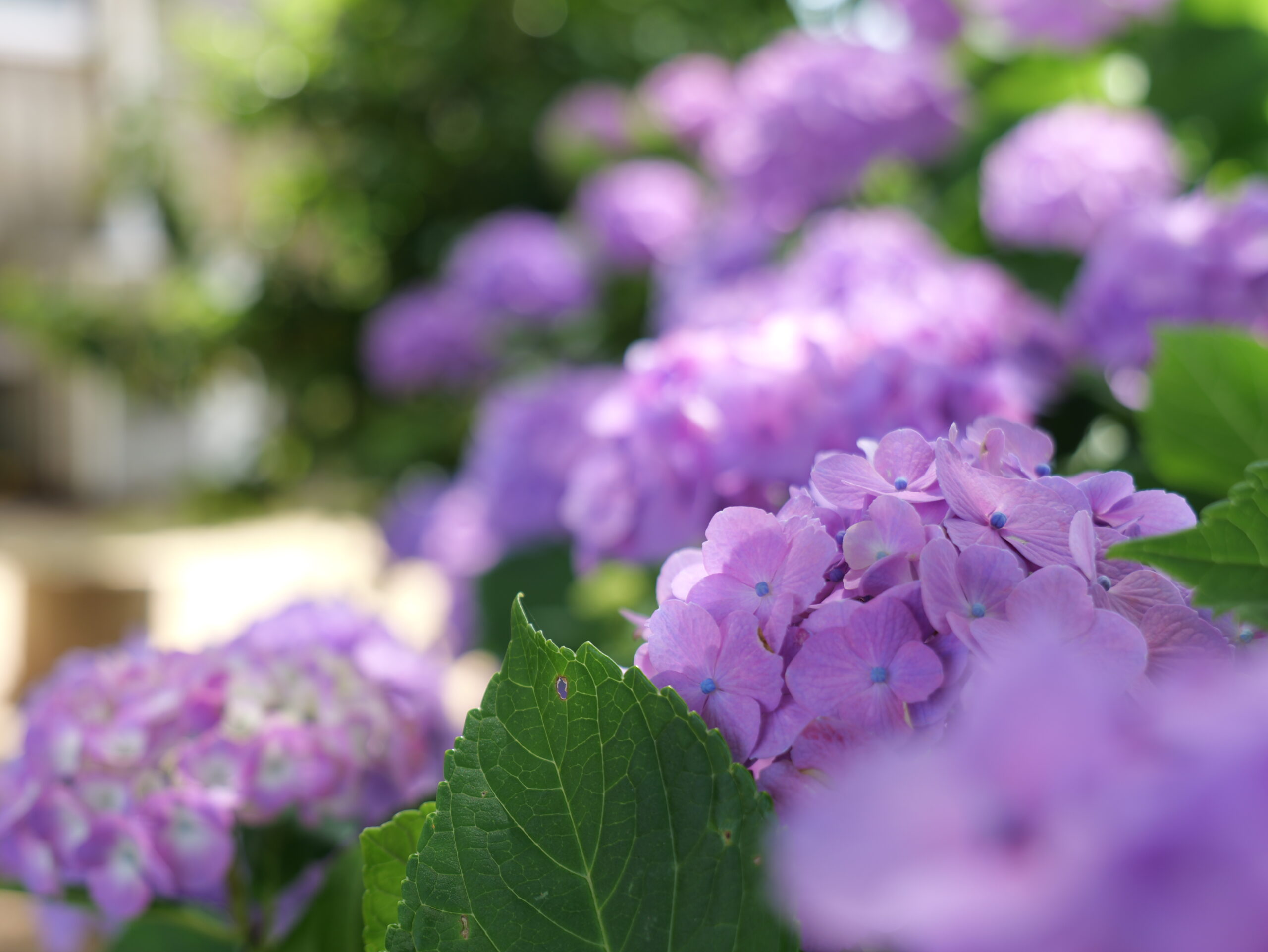 紫色が綺麗な紫陽花のグループの写真2