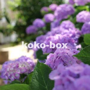 紫色が綺麗な紫陽花のグループの縦写真