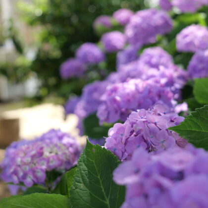 紫色が綺麗な紫陽花のグループの縦写真