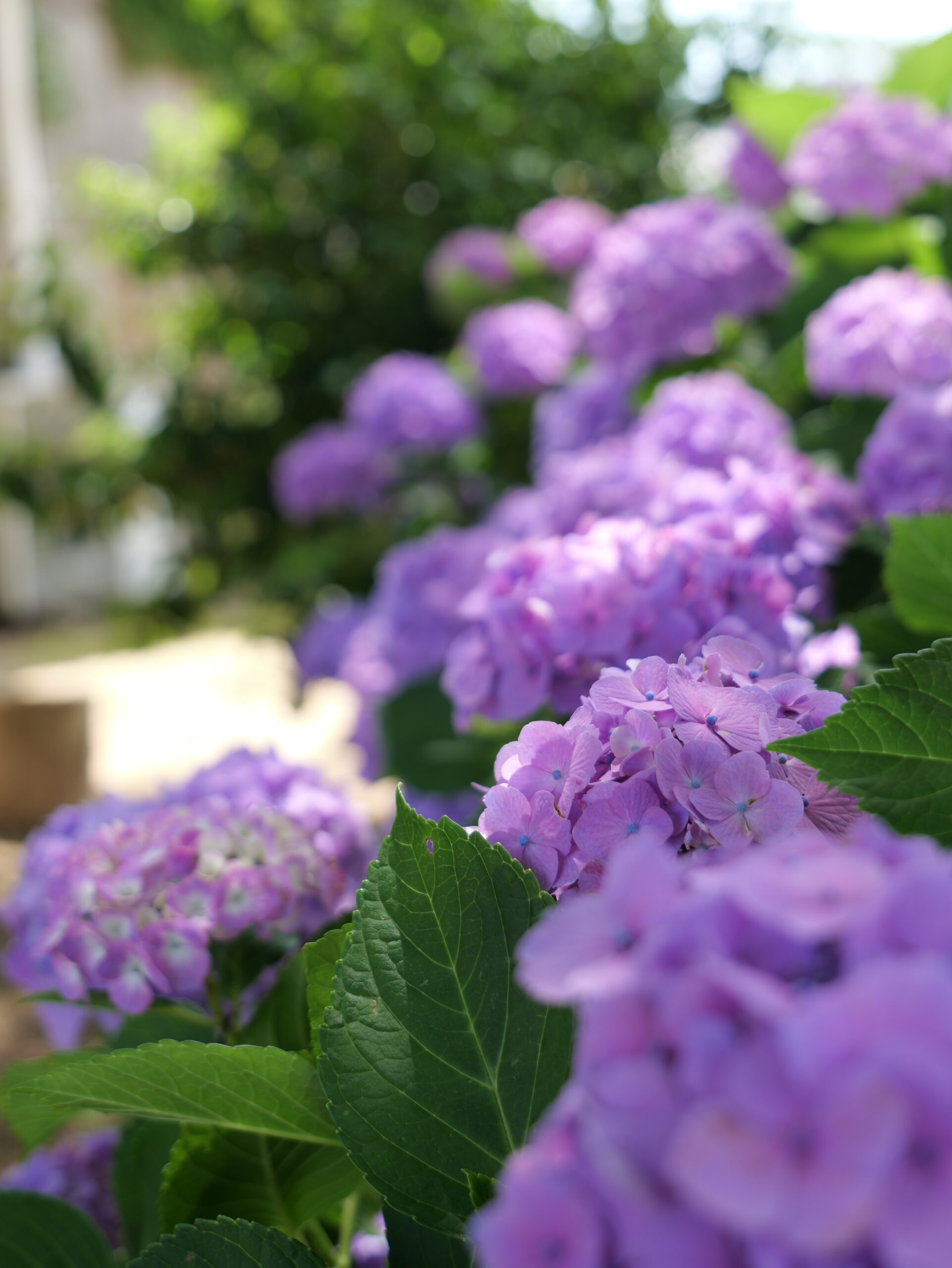 紫色が綺麗な紫陽花のグループの縦写真
