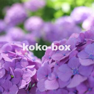 紫色が綺麗な紫陽花のグループの写真