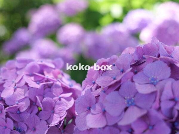 紫色が綺麗な紫陽花のグループの写真