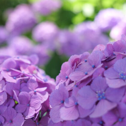 紫色が綺麗な紫陽花のグループの写真
