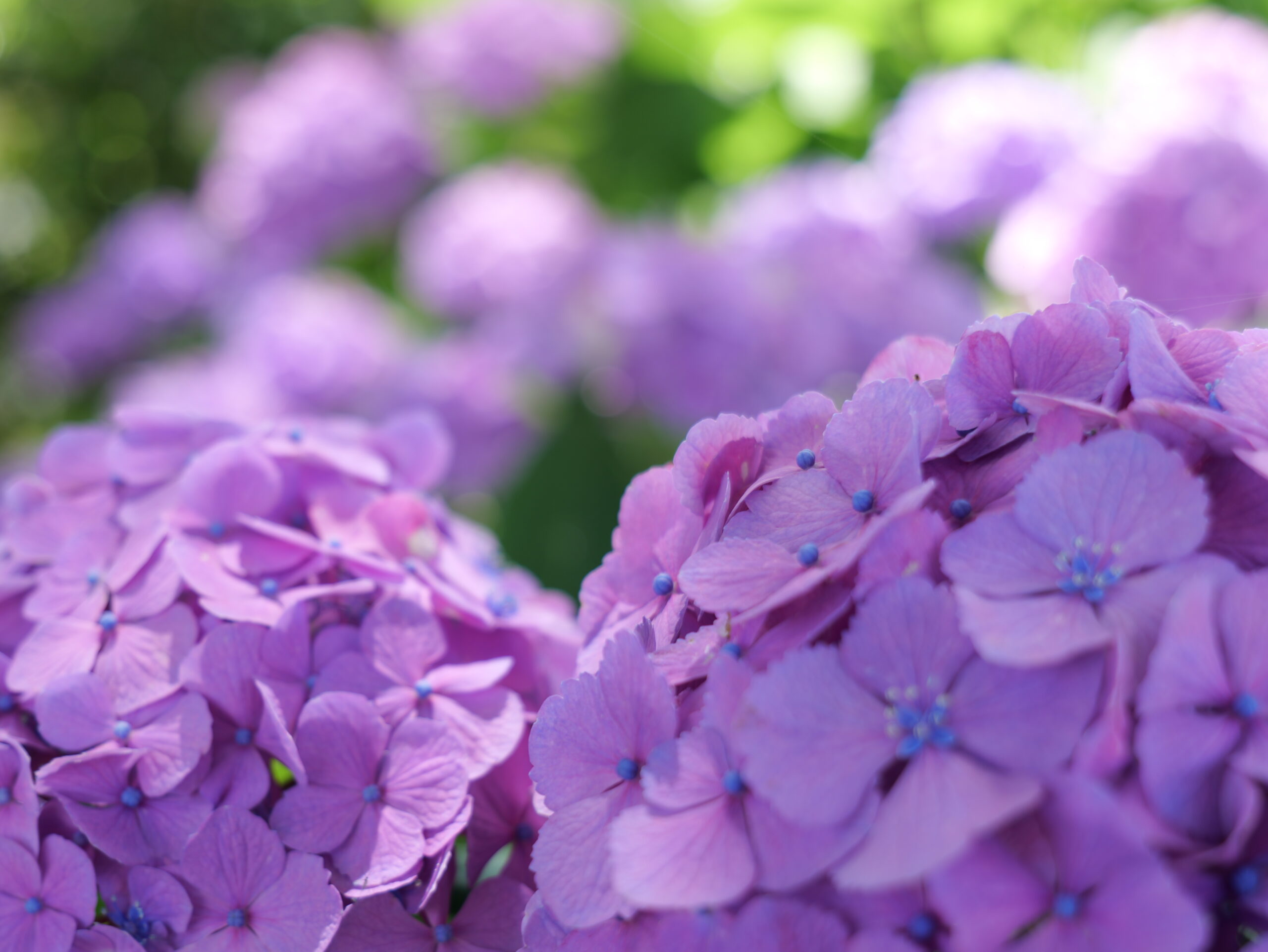 紫色が綺麗な紫陽花のグループの写真