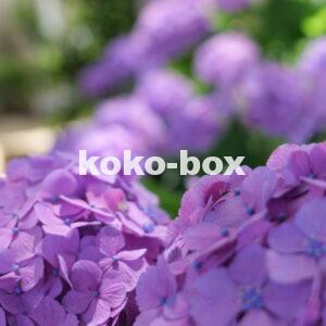 紫色が綺麗な紫陽花のグループの縦写真2