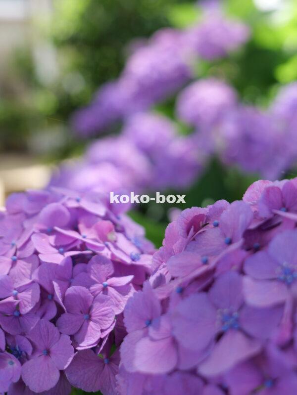 紫色が綺麗な紫陽花のグループの縦写真2
