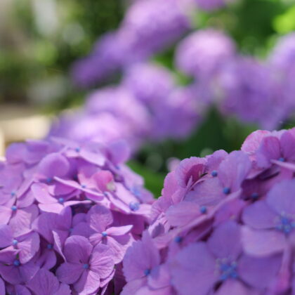 紫色が綺麗な紫陽花のグループの縦写真2