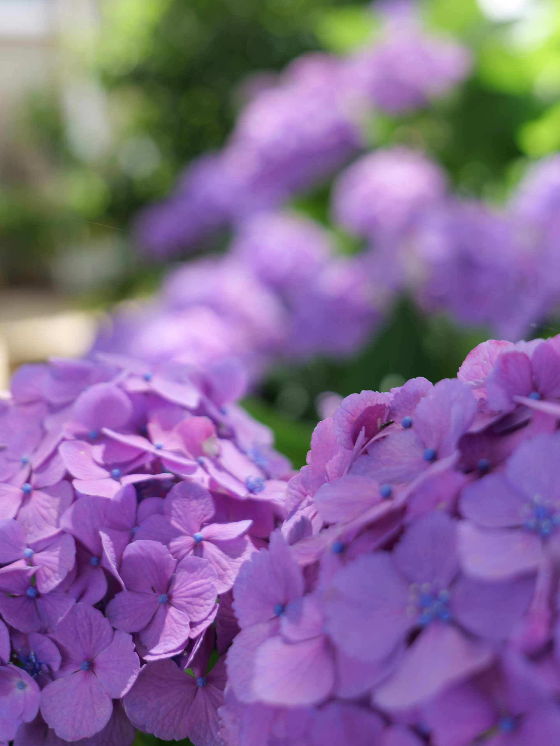 紫色が綺麗な紫陽花のグループの縦写真2