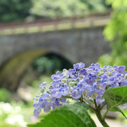 石橋と薄青色が綺麗な紫陽花の縦写真