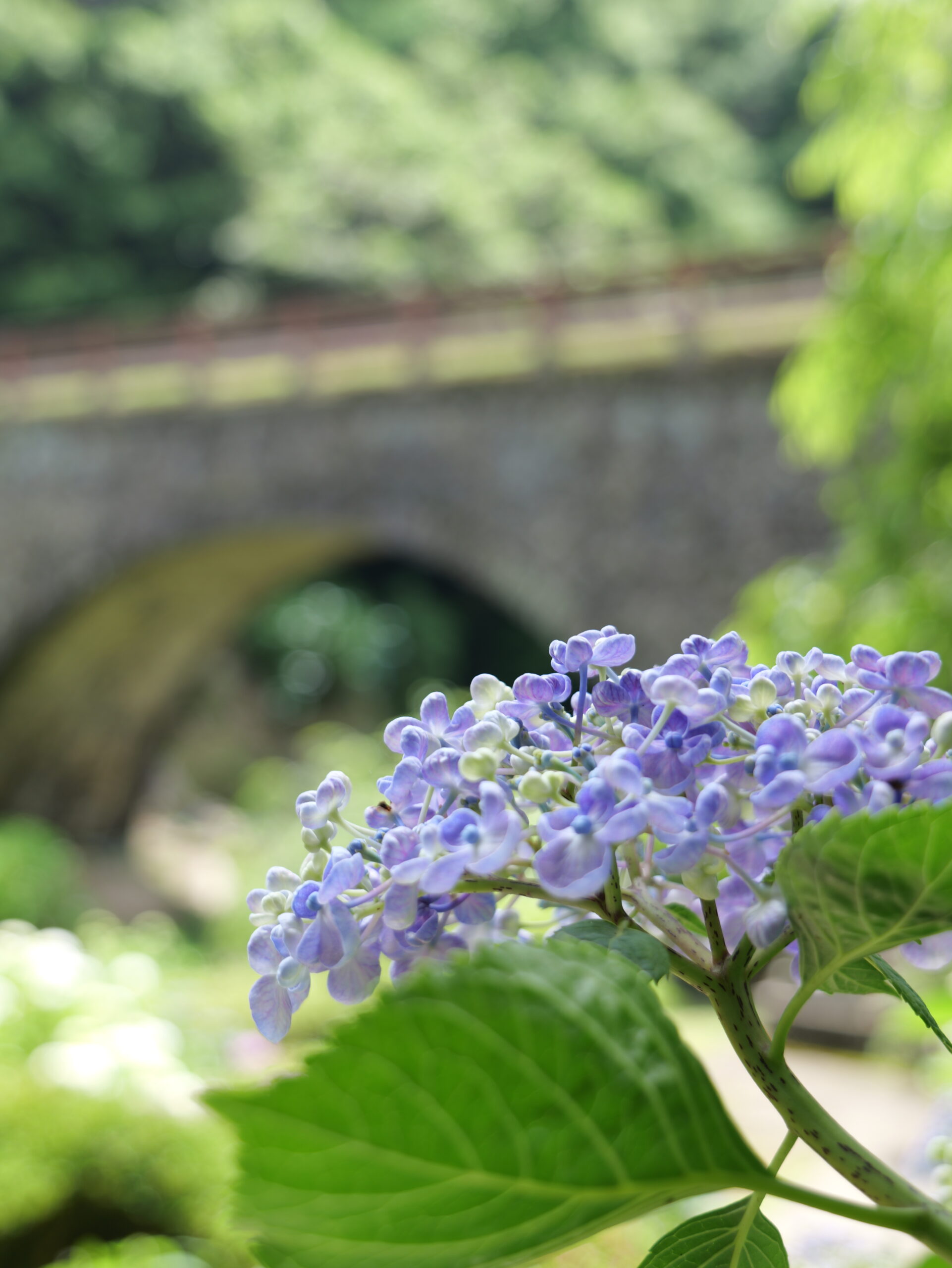 石橋と薄青色が綺麗な紫陽花の縦写真