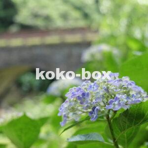 石橋と薄青色が綺麗な紫陽花の写真