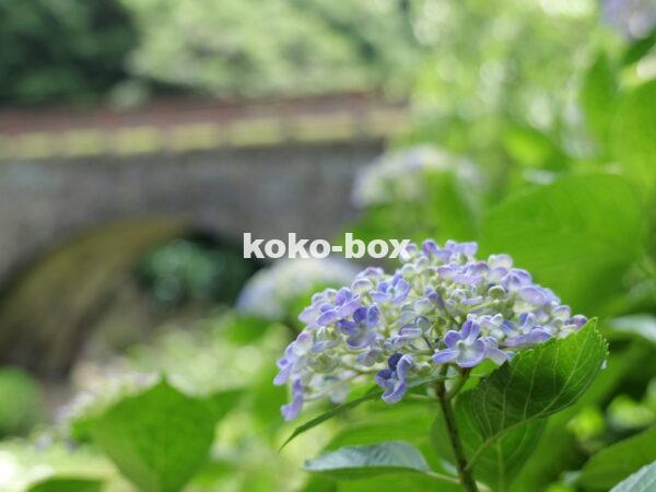 石橋と薄青色が綺麗な紫陽花の写真