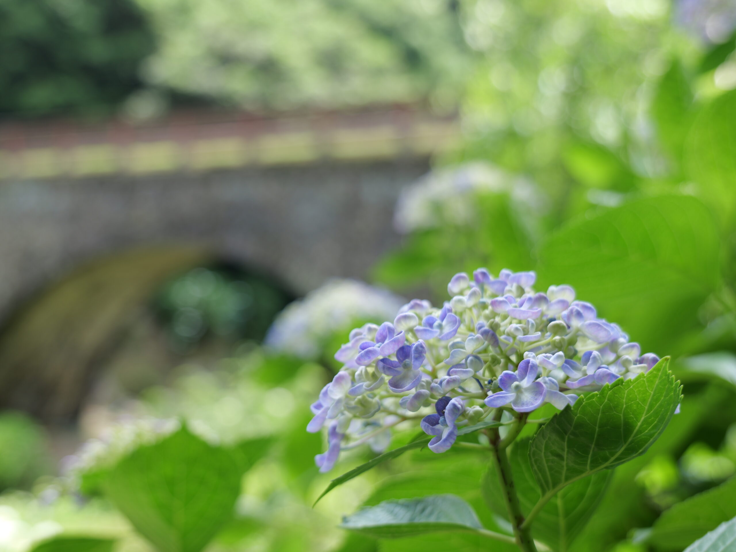 石橋と薄青色が綺麗な紫陽花の写真