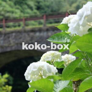 石橋と白色が綺麗な紫陽花のグループの写真