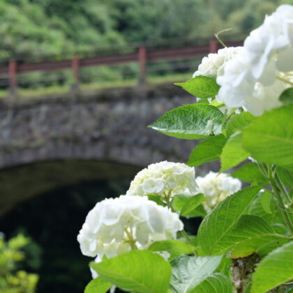 石橋と白色が綺麗な紫陽花のグループの写真