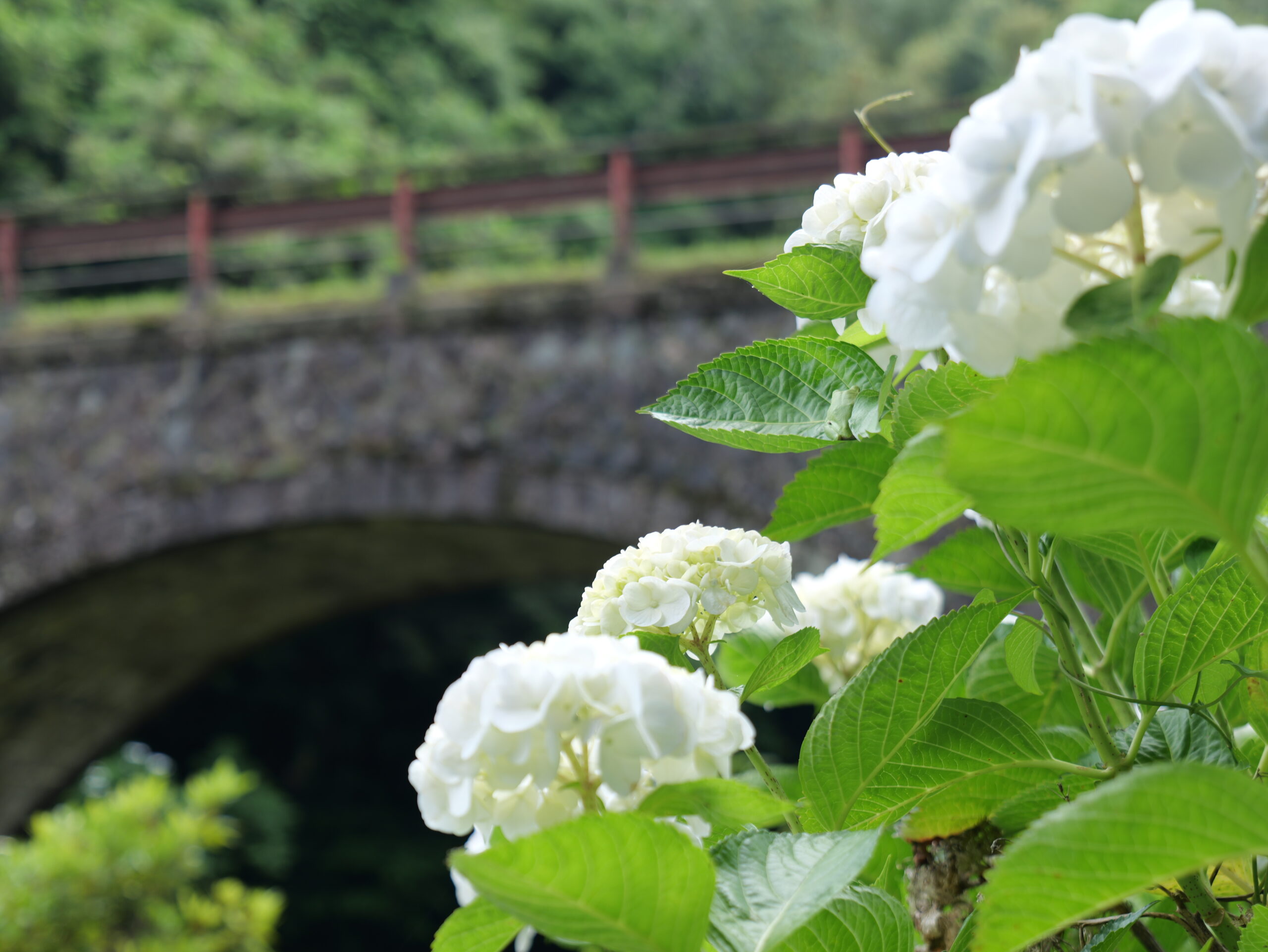 石橋と白色が綺麗な紫陽花のグループの写真