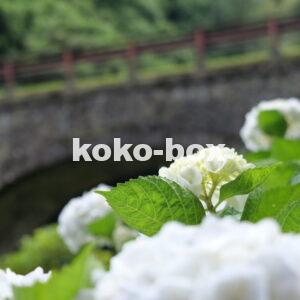 石橋と白色が綺麗な紫陽花のグループの写真2