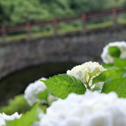 石橋と白色が綺麗な紫陽花のグループの写真2