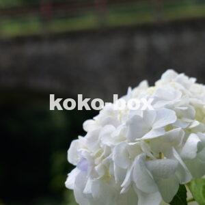 石橋と白色が綺麗な紫陽花の写真