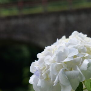 石橋と白色が綺麗な紫陽花の写真
