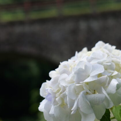 石橋と白色が綺麗な紫陽花の写真