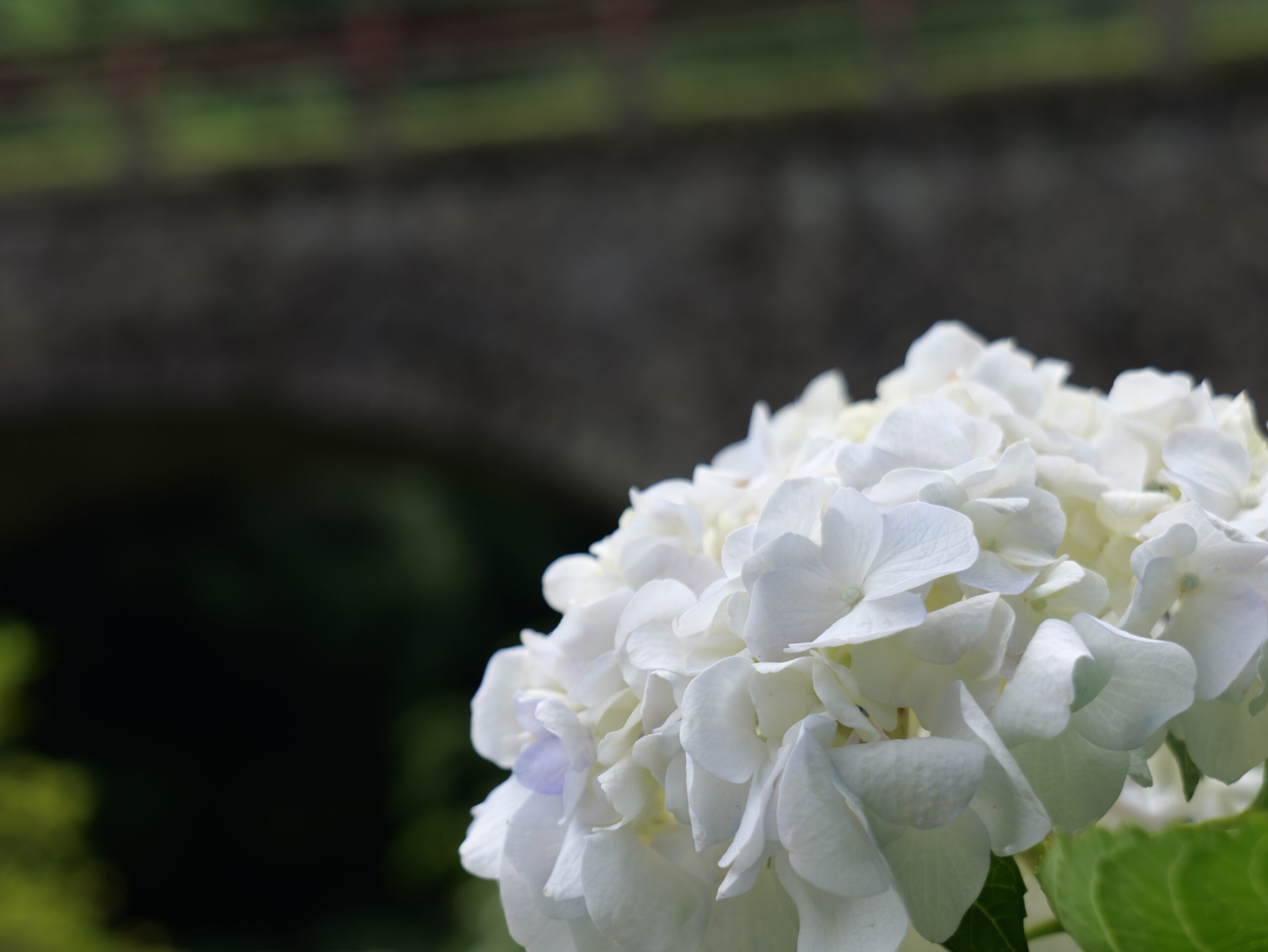 石橋と白色が綺麗な紫陽花の写真