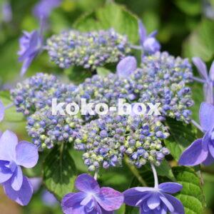 紫色のグラデーションが綺麗な紫陽花の寄っている写真