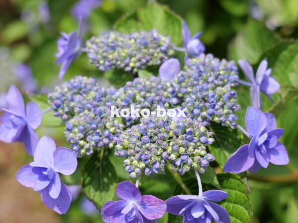 紫色のグラデーションが綺麗な紫陽花の寄っている写真