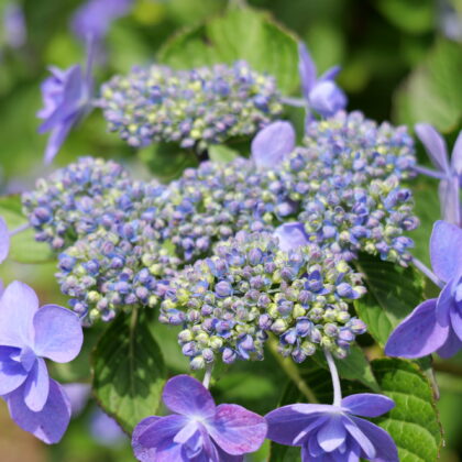 紫色のグラデーションが綺麗な紫陽花の寄っている写真