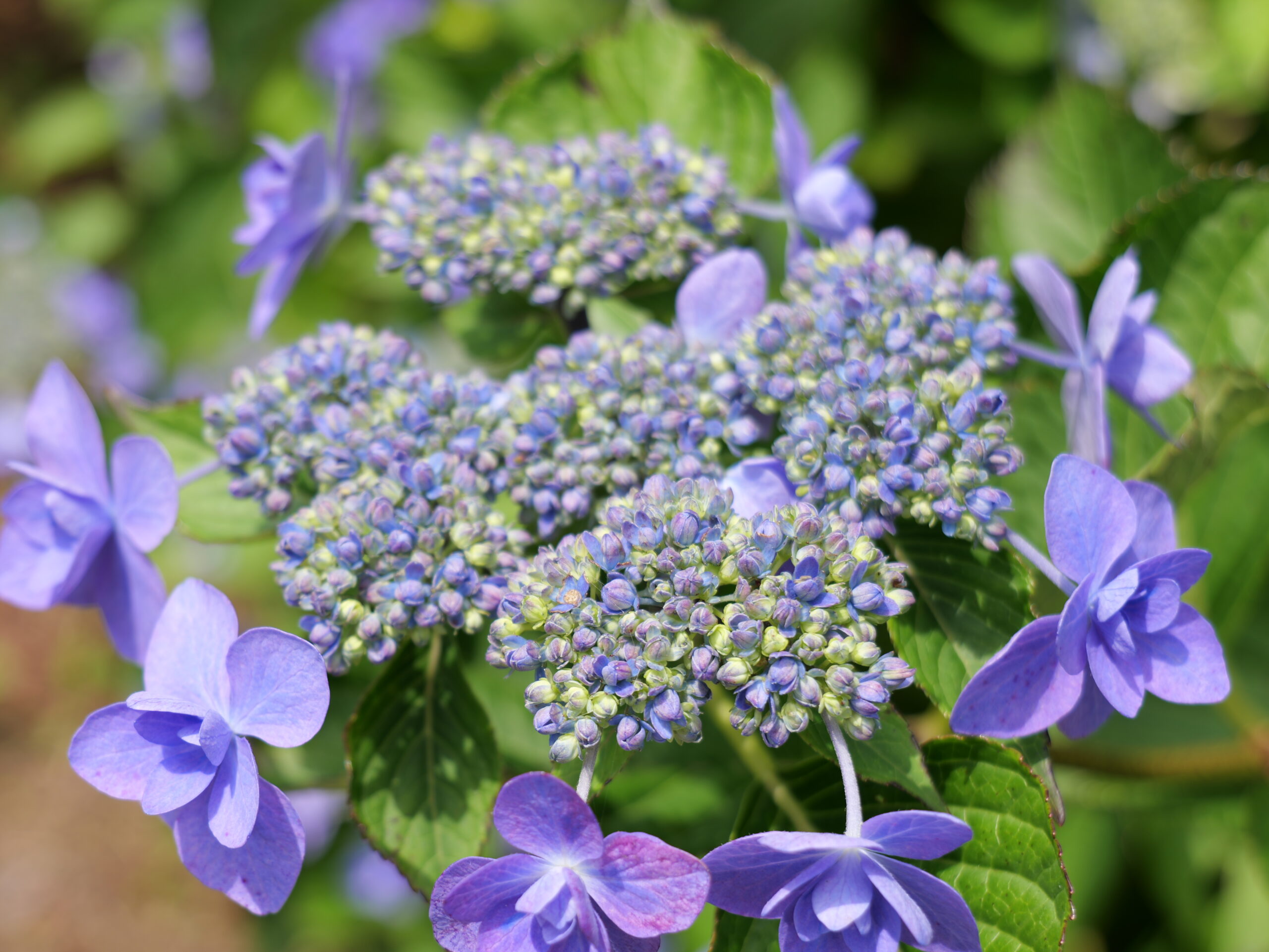 紫色のグラデーションが綺麗な紫陽花の寄っている写真