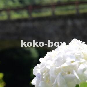 石橋と白色が綺麗な紫陽花の縦写真