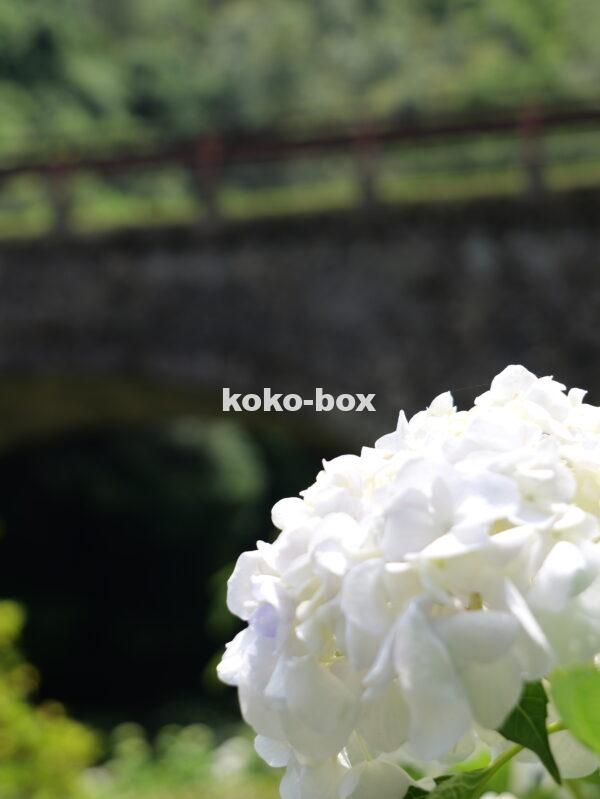 石橋と白色が綺麗な紫陽花の縦写真